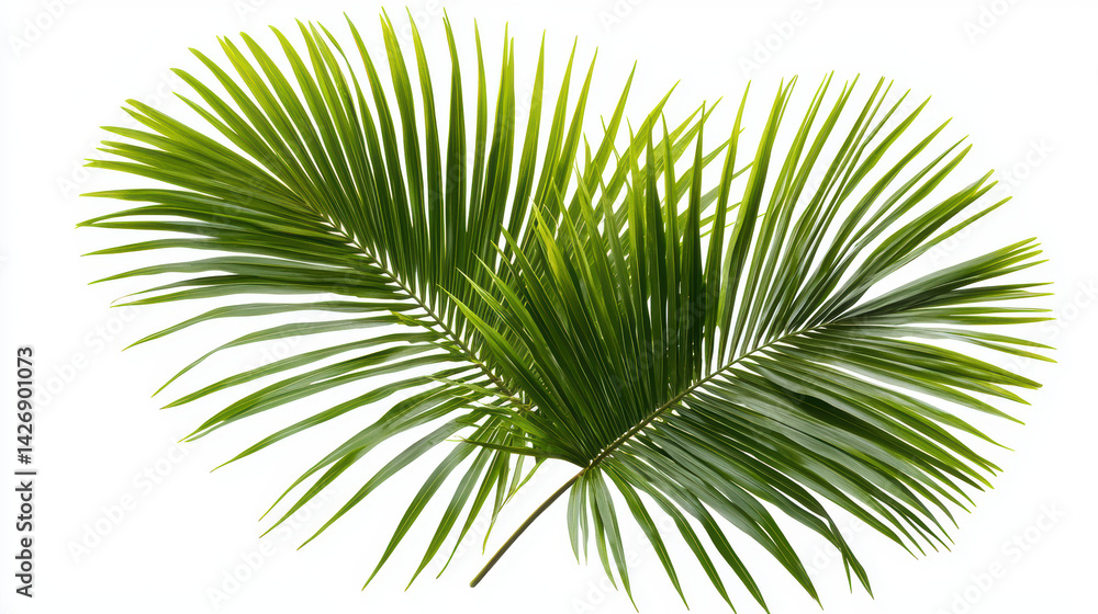 Obraz premium Two vibrant green palm fronds, radiating a sense of tropical freshness and natural beauty, are isolated against a clean white background showcasing their textures.