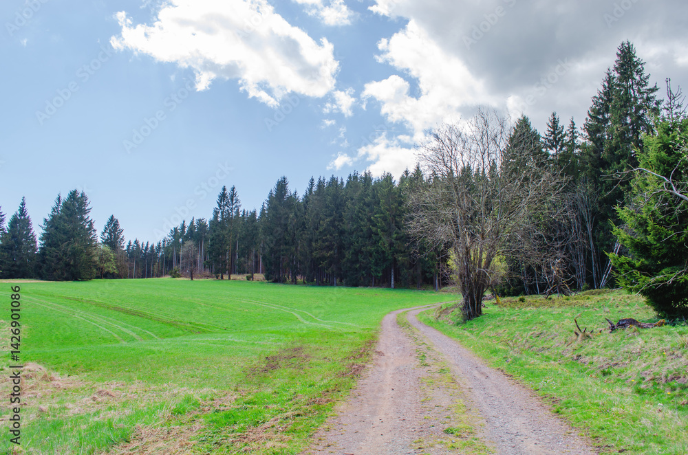 Country road through green field and forest