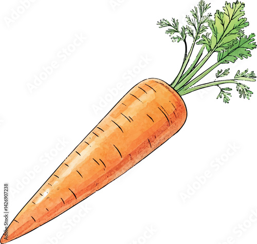 Watercolor Carrot Vector Illustration – Hand-painted Organic Root Vegetable Design for Healthy Eating, Farm Produce, and Botanical Art

