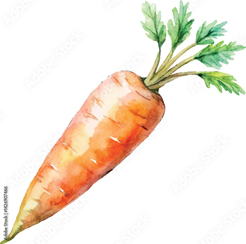 Watercolor Carrot Vector Illustration – Hand-painted Organic Root Vegetable Design for Healthy Eating, Farm Produce, and Botanical Art

