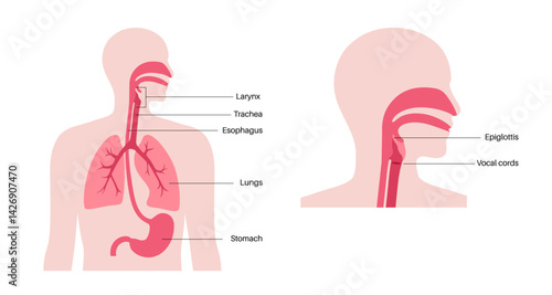 Respiratory and digestive systems