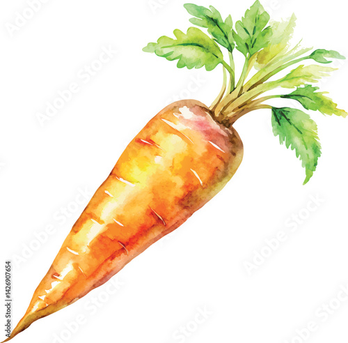Watercolor Carrot Vector Illustration – Hand-painted Organic Root Vegetable Design for Healthy Eating, Farm Produce, and Botanical Art

