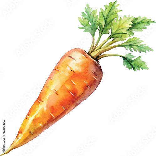 Watercolor Carrot Vector Illustration – Hand-painted Organic Root Vegetable Design for Healthy Eating, Farm Produce, and Botanical Art

