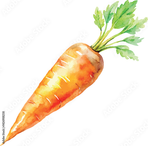 Watercolor Carrot Vector Illustration – Hand-painted Organic Root Vegetable Design for Healthy Eating, Farm Produce, and Botanical Art

