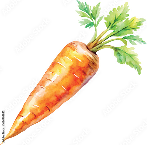Watercolor Carrot Vector Illustration – Hand-painted Organic Root Vegetable Design for Healthy Eating, Farm Produce, and Botanical Art

