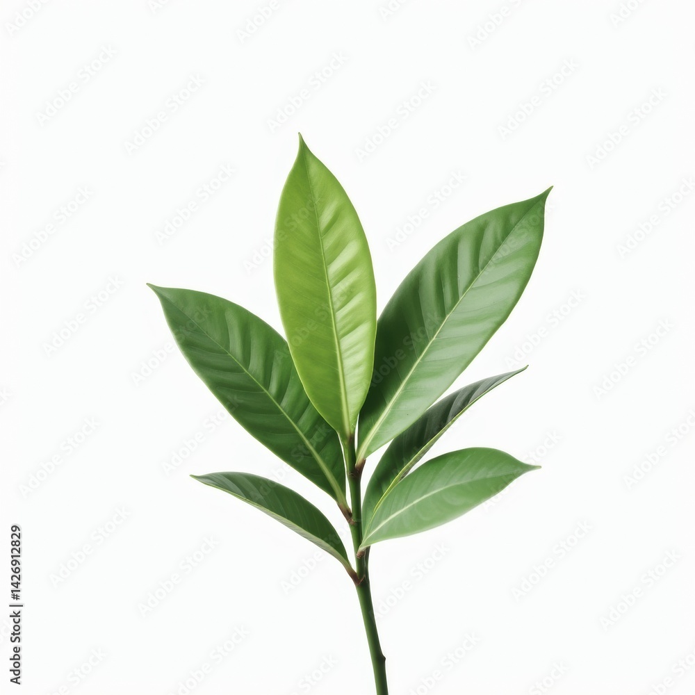 Naklejka premium Minimalist green houseplant with delicate leaves perfectly isolated on pure white background, ideal for modern decor and botanical design