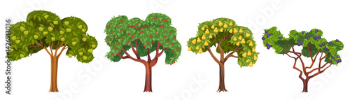 Set of fruit tree. Vector apple and cherry, plum and pear plant isolated. Orchard flora or greenery with foliage. Wood with edible food. Farming and countryside agriculture element. Harvest and botany