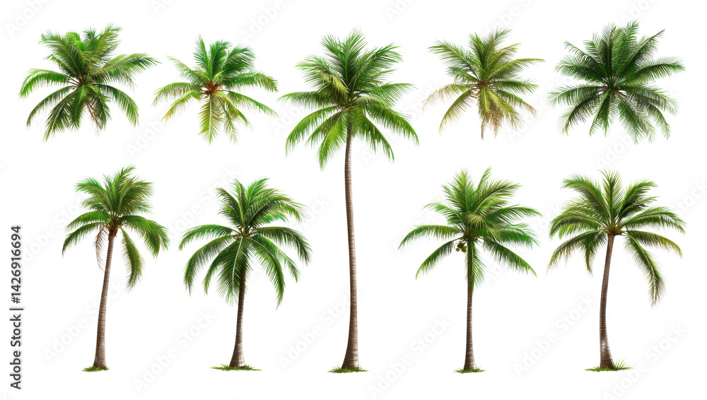 Obraz premium Collection of Coconut Palm Trees