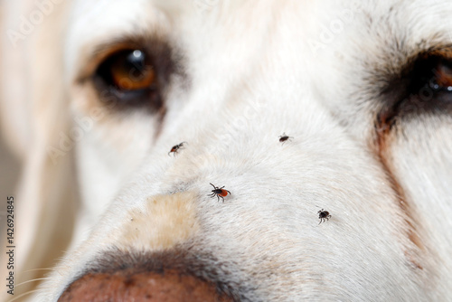 Canvas Print Various ticks crawling on a dog's face, white Labrador Retriever, after a walk i