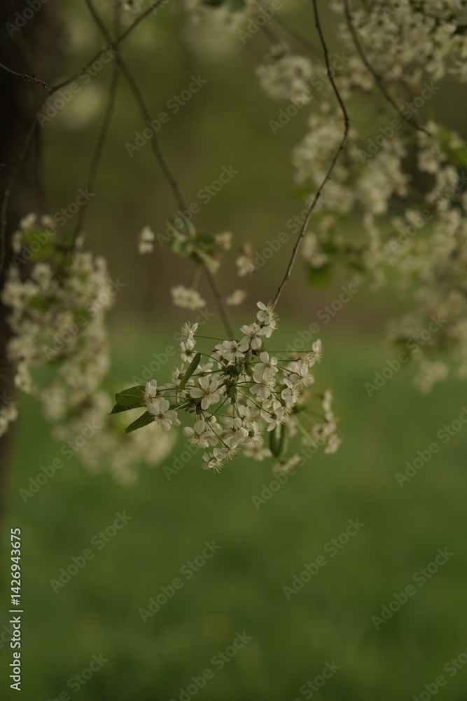 Fototapeta premium bee on a flower