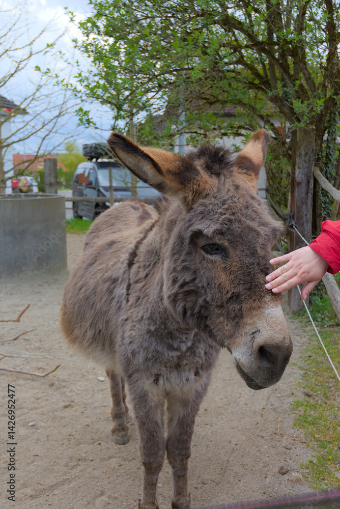 Fototapeta premium Discover the gentle allure of these donkeys up close—their soft grey tones and expressive eyes radiate rustic charm and serene warmth, sparking creative inspiration.