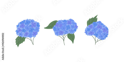 Set of hydrangea flowers branches and leaves. Botanical vector flat illustration