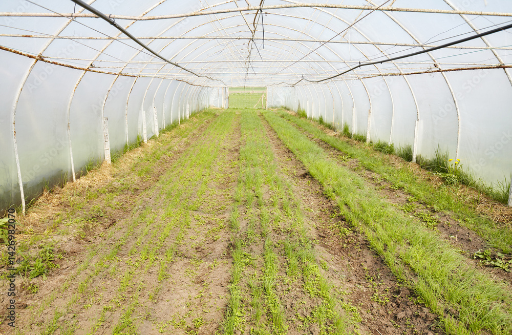 Organic vegetables grown in a foil tunnel.