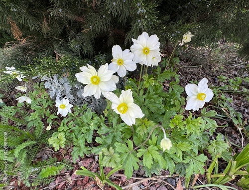 Bild auf Leinwand Anemone sylvestris, white anemone flowers