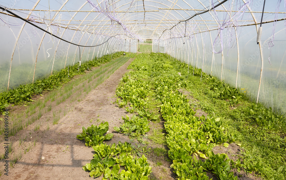 Organic vegetables grown in a foil tunnel.