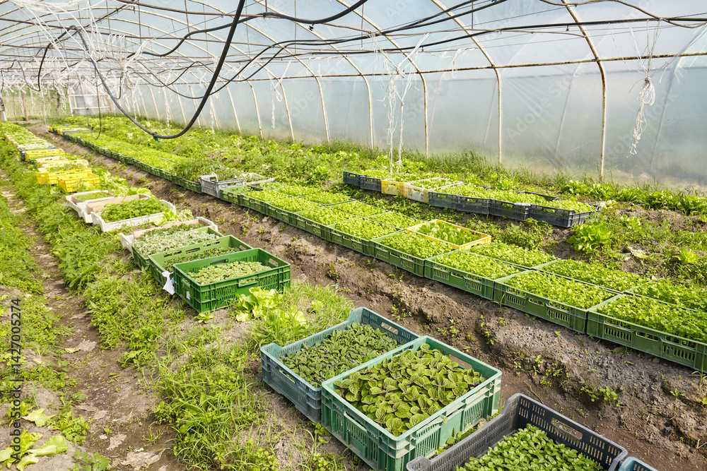 Organic vegetables grown in a foil tunnel.