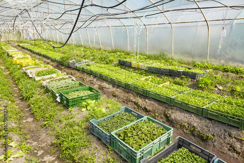 Obraz na płótnie Organic vegetables grown in a foil tunnel. w salonie