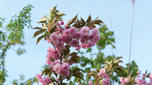 Cherry or  sakura pink blossom clode up against blue sky
