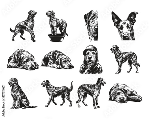 Irish Wolfhound dog