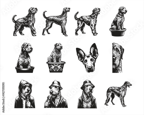 Irish Wolfhound dog