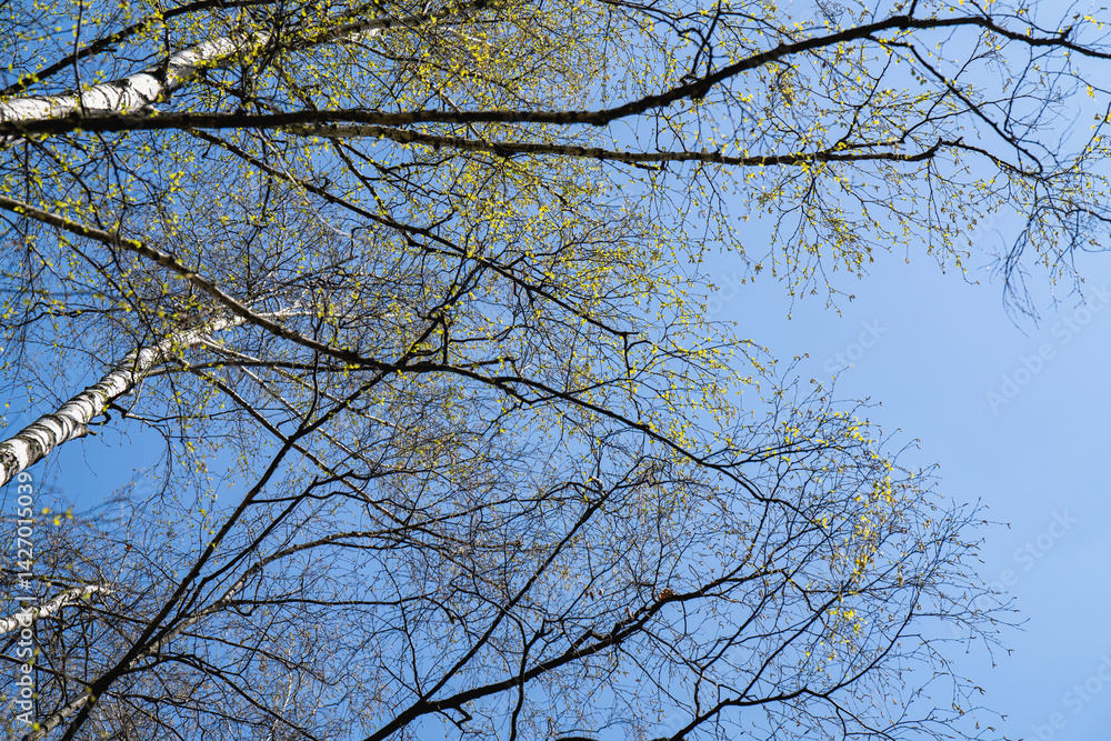Spring birch trees against a bright blue sky, captured from a low angle showcasing their fresh leaves and towering beauty Spring birch trees against a bright blue sky, captured from a low angle showcasing their fresh leaves and towering beauty