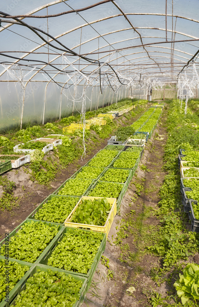 Organic vegetables grown in a foil tunnel.