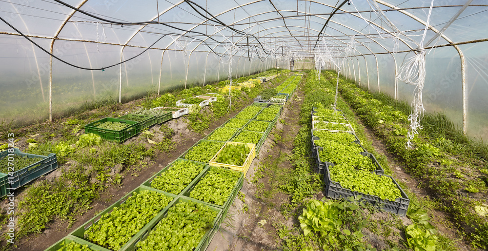 Organic vegetables grown in a foil tunnel.
