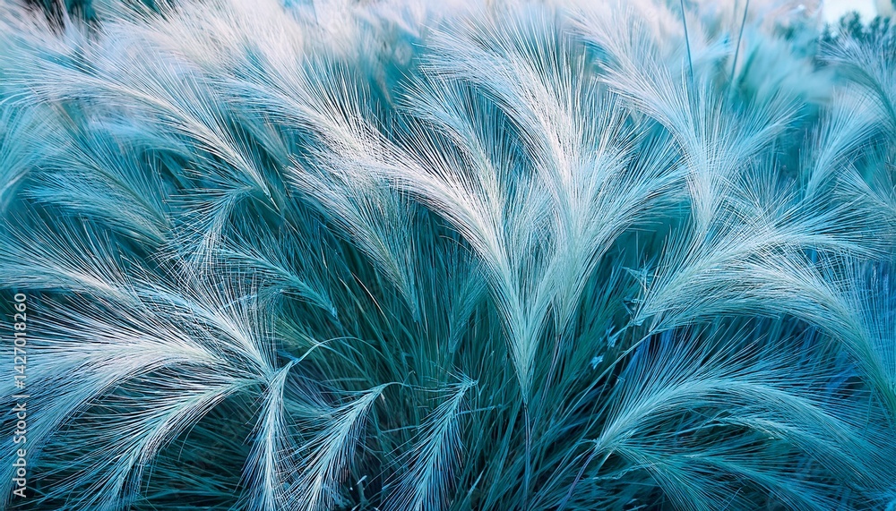 Obraz premium blue white background of ornamental grass festuca glauca