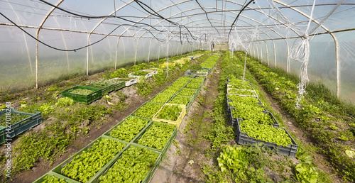 Obraz na płótnie Organic vegetables grown in a foil tunnel. w salonie