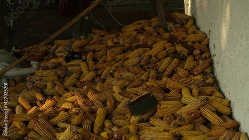 
A pile of dry corn in a barn