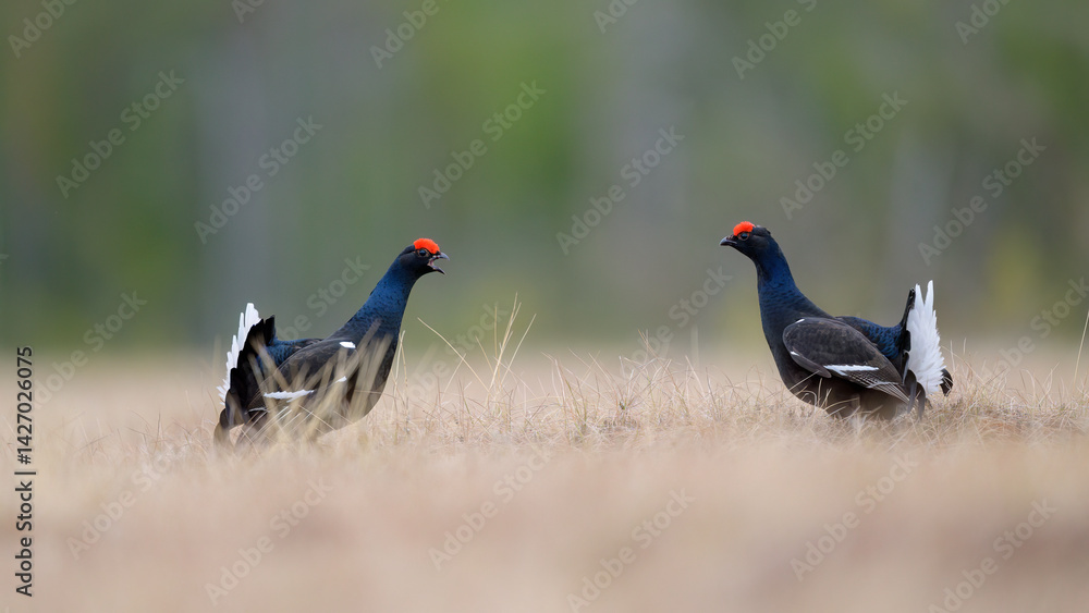 Black grouse (Lyrurus tetrix) at lek