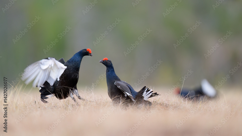 Black grouse (Lyrurus tetrix) at lek