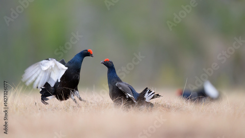 Obraz na płótnie Black grouse (Lyrurus tetrix) at lek w salonie