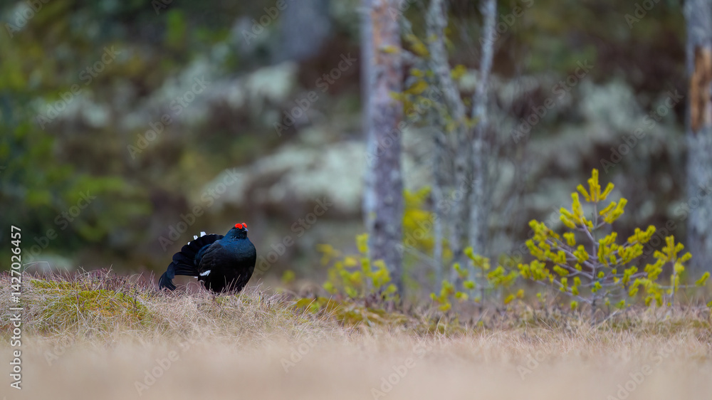 Black grouse (Lyrurus tetrix) at lek Black grouse (Lyrurus tetrix) at lek