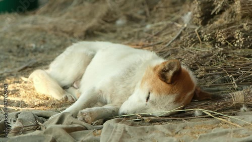 Dog sleeping on hay in the village