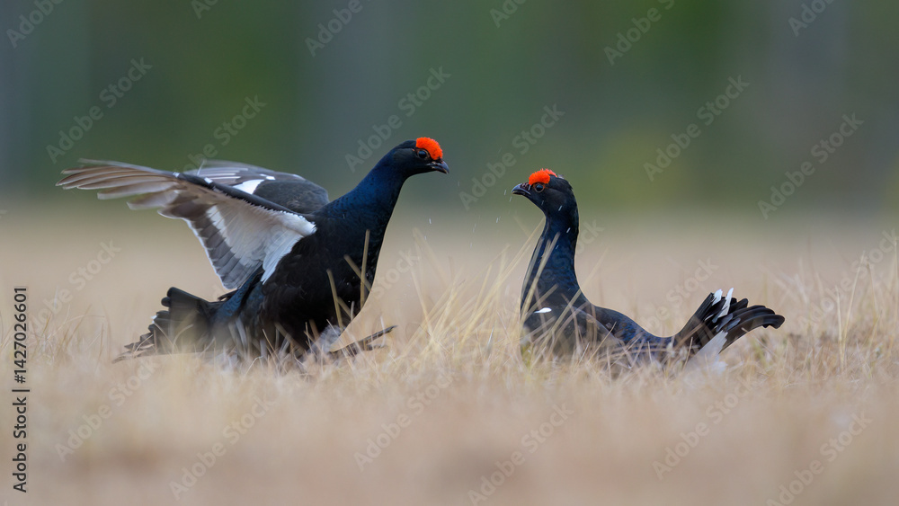 Black grouse (Lyrurus tetrix) at lek