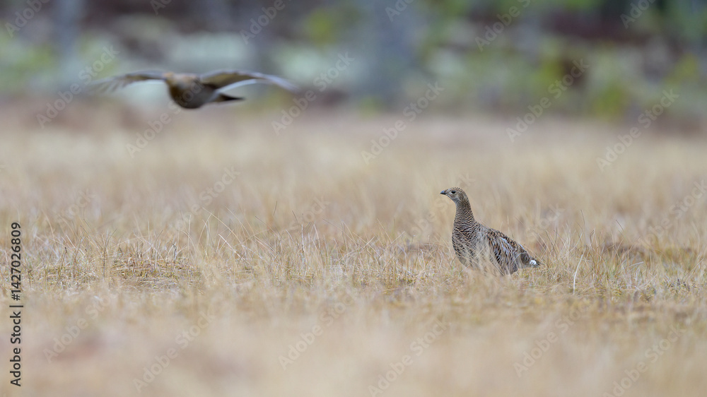 Female black grouse (Lyrurus tetrix) at lek