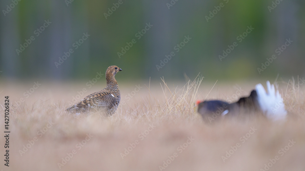 Female black grouse (Lyrurus tetrix) at lek