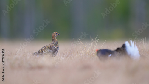 Obraz na płótnie Female black grouse (Lyrurus tetrix) at lek w salonie