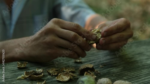 Close up of man's hands shelling walnuts on a farm