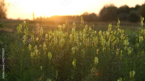 Landscape with wild yellow flowers at sunset