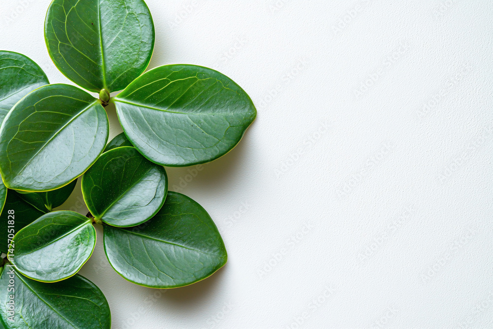 Obraz premium Fresh Green Leaves