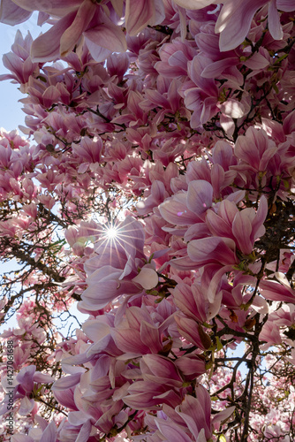 Frühlingsblüte der Magnolien im Sonnenschein