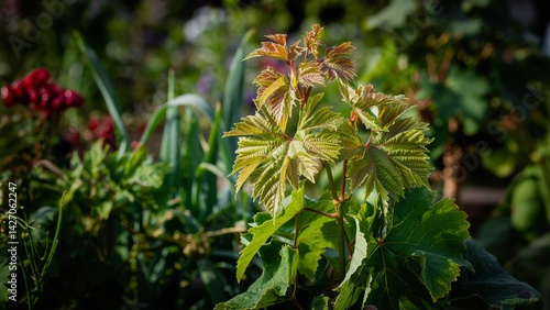 Extreme close-up of grape leaves, highlighting their vibrant green color and intricate veins, set against a softly blurred vegetable background.