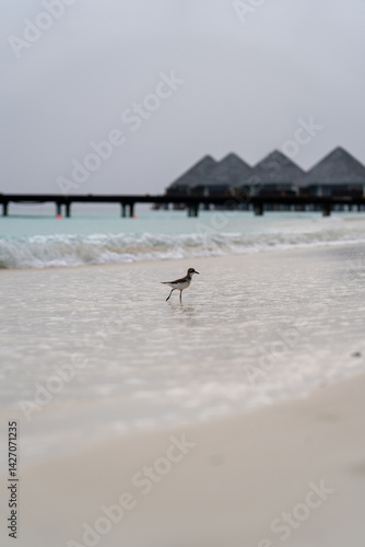Vogel am Strand einer Insel