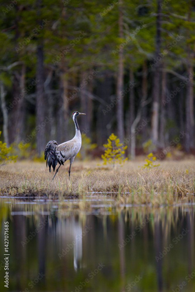 Common crane (Grus grus) in forest in spring