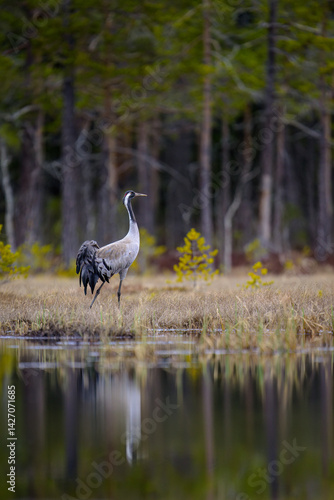 Obraz na płótnie Common crane (Grus grus) in forest in spring w salonie