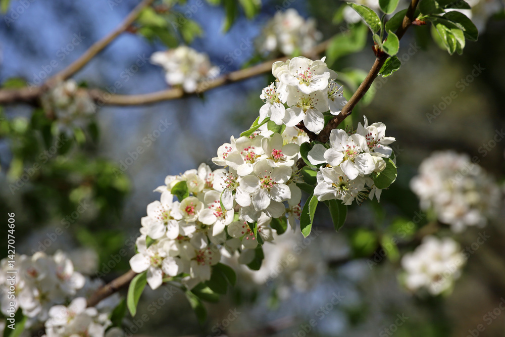 Apple blossom in spring garden on blue sky background. White flowers and young green leaves on a branch