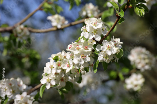 Obraz na płótnie Apple blossom in spring garden on blue sky background. White flowers and young green leaves on a branch w salonie