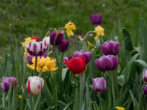 Tulips, flowers of different colors in a natural environment against a green background, spring ornamental plants